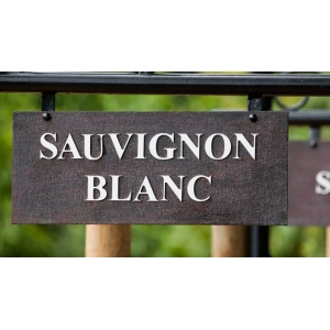 Pažintis su Sauvignon Blanc vynuoge